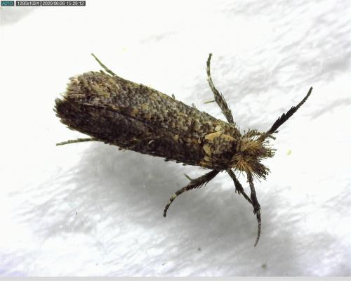 Ochsenheimeria taurella